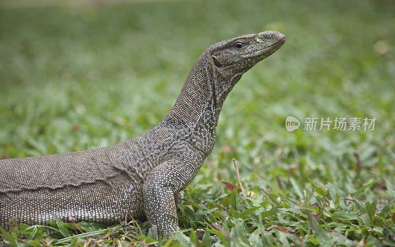 Monitor Lizard，斯里兰卡